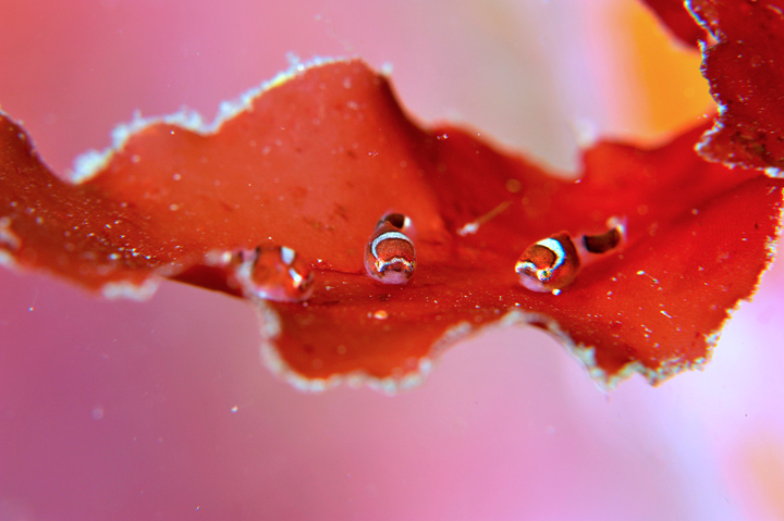 [image]ダンゴウオの稚魚　　©YASUAKI KAGII