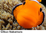 「海中散歩」写真展～中村征夫のお魚ワールド～