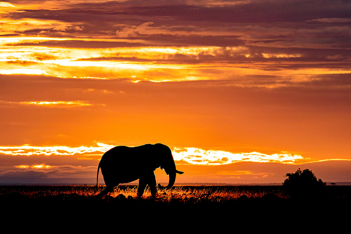 [image]篠田岬輝 写真展「Contrast of Savanna －アフリカ 大草原で輝く生命－」