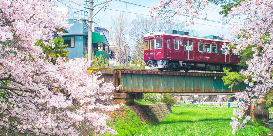 [image]鉄道と桜