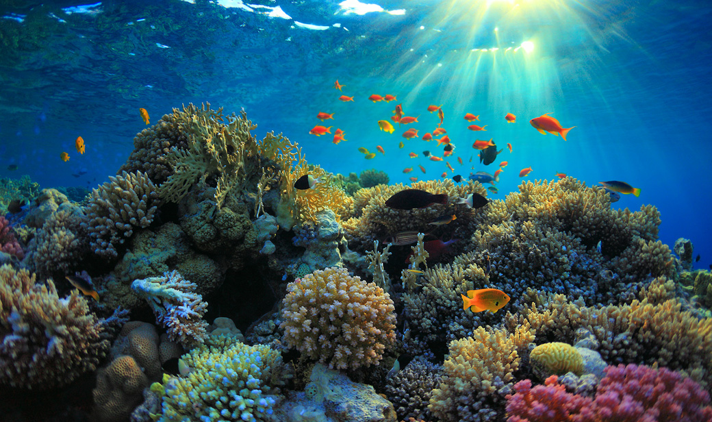 [image]サンゴ礁と魚の海中の写真