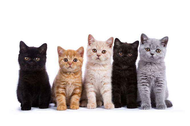 [image]あなたはどの猫が好き？ 猫の種類と可愛いポイント・性格まとめ