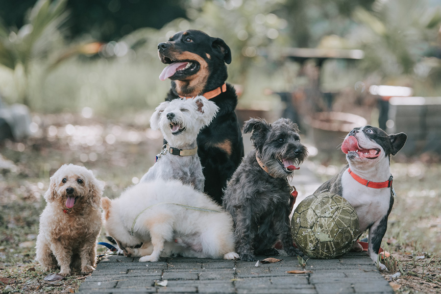 [image]かわいい犬6種類