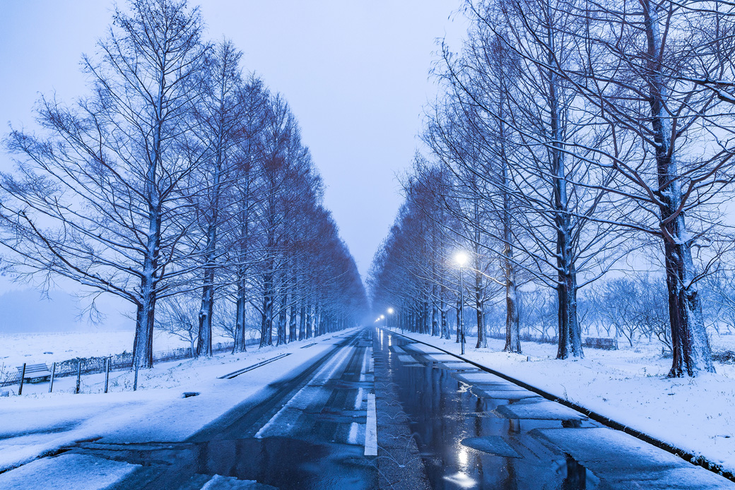 [image]メタセコイアの雪景色