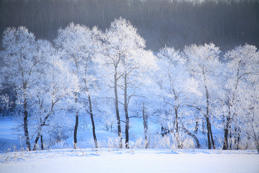[image]雪による樹氷