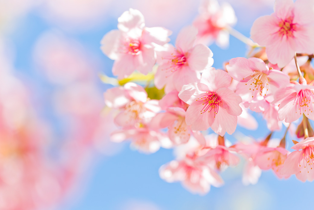 [image]春の花、桜