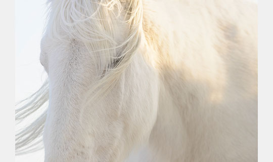 [Image]岡田 敦写真展「ユルリ島の馬」 ～The Horses of Yururi Island～