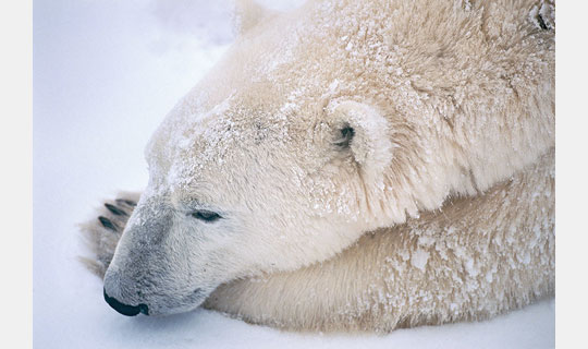 [Image]星野道夫写真展 ～NANOOK ホッキョクグマ 氷原の静かなる物語～