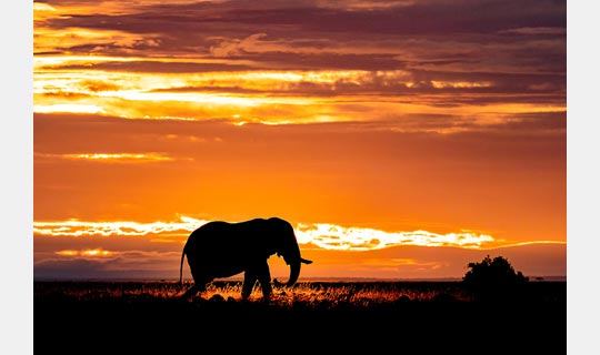 [image]篠田岬輝 写真展「Contrast of Savanna －アフリカ 大草原で輝く生命－」