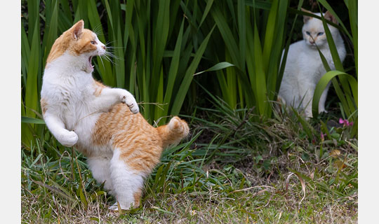 [Image]沖 昌之写真展「これネコ　それネコ？」