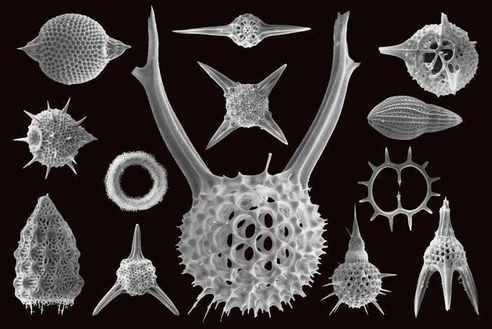 [image]電子顕微鏡で撮影した放散虫の骨格 （海底の石から取り出した化石） 写真提供：松岡篤（新潟大学）