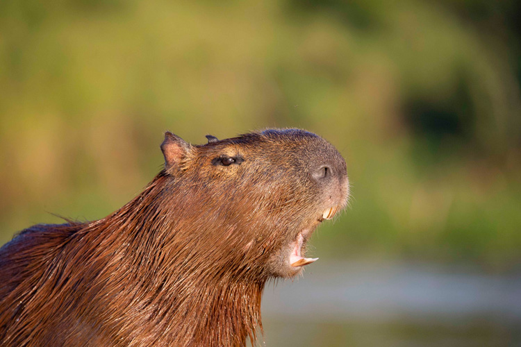 [image]© capybara capygon 