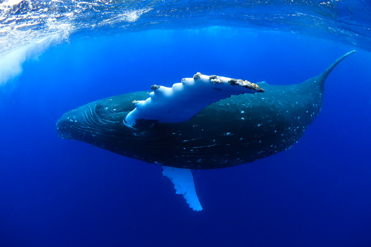 [image]ザトウクジラ（撮影地／トンガ） ©Takayuki Maekawa