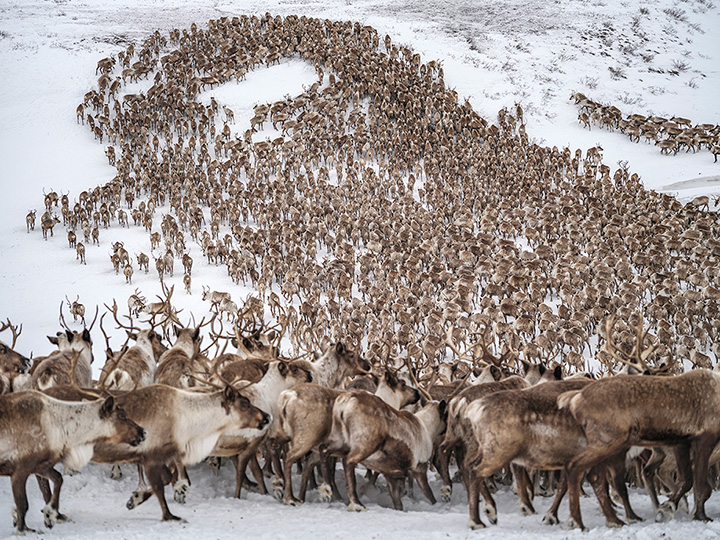 [image]The Last Reindeer