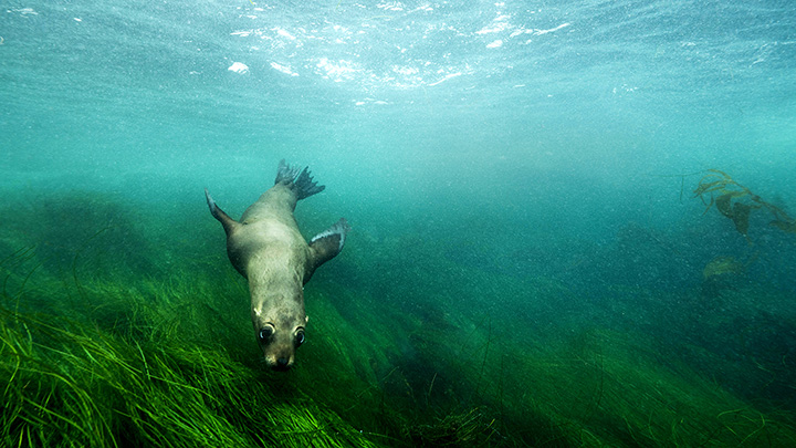 [image]Underwater China Season 2 -Spotted seal（中国近海に暮らすゴマフアザラシ）