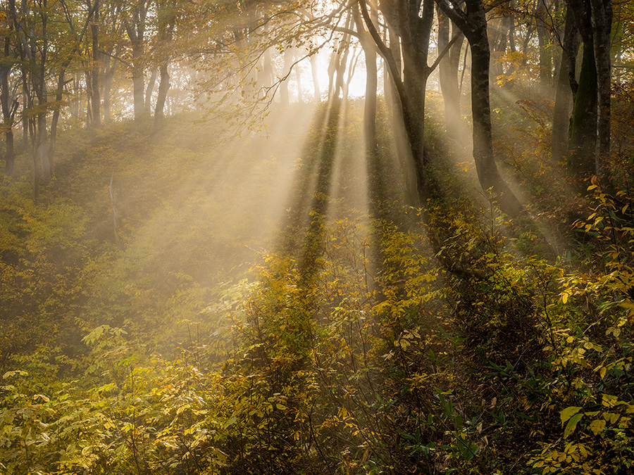 [image]秋のブナ原生林（山形県小国町） ©鈴木一雄