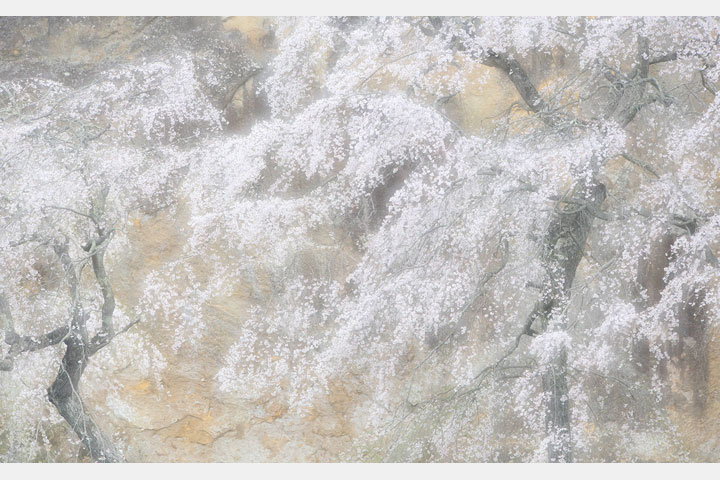 [image]蓑口ヒロミ写真展「桜の旋律II」