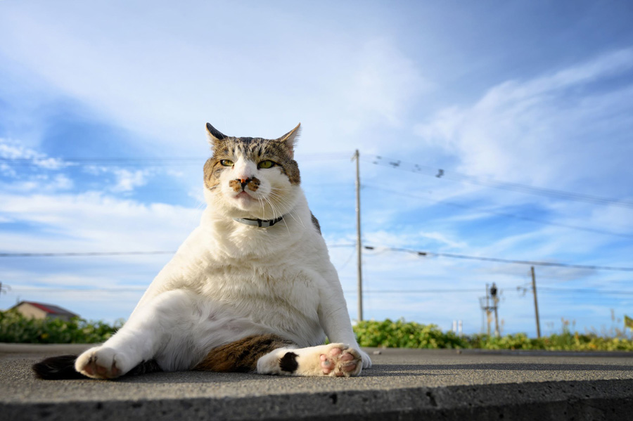 [image]「おっちゃんこ」 ©Miho Doi