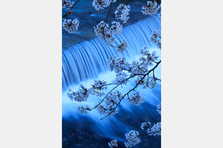 [image]喜多 規子写真展「桜 ―刹那と永遠―」
