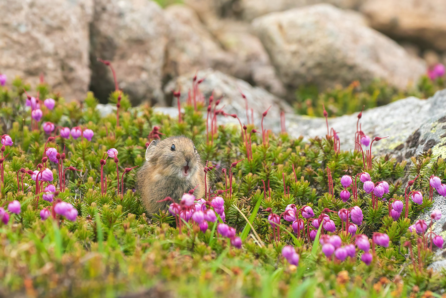 [Image]土屋 幸子 写真展「Gift of Nature ～大雪山の動物たち～」