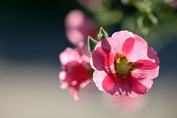 [image]こだわり花クラブ第15回写真展 ～千変万華～