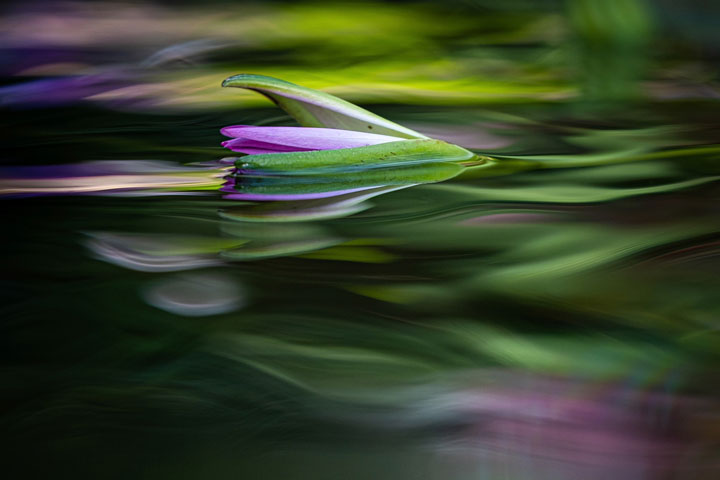 [image]北川力三写真展「記憶のかけら ～花おもひ～」