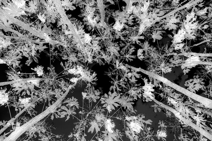 [image]下瀬信雄写真展「寝我写庵（ネガシャン）～反転画像・inverted image～」