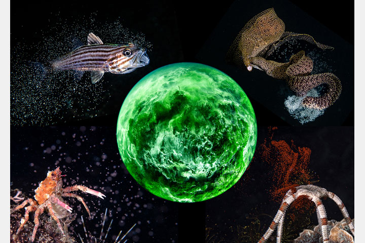 [image]松田康司写真展「命めぐる海の物語」