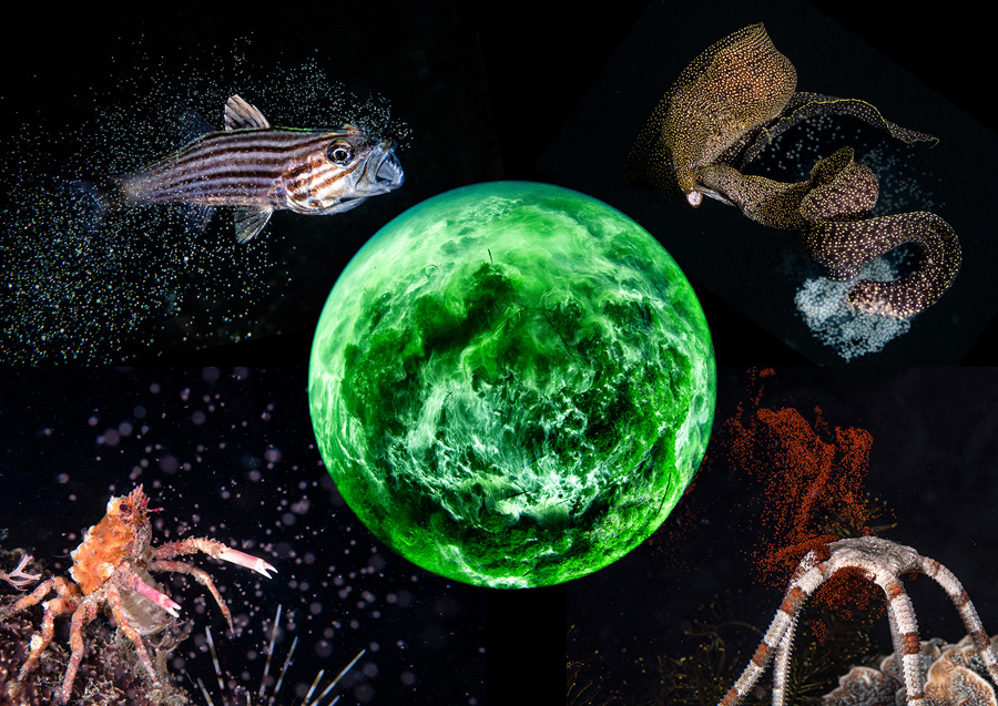 [Image]松田康司写真展「命めぐる海の物語」