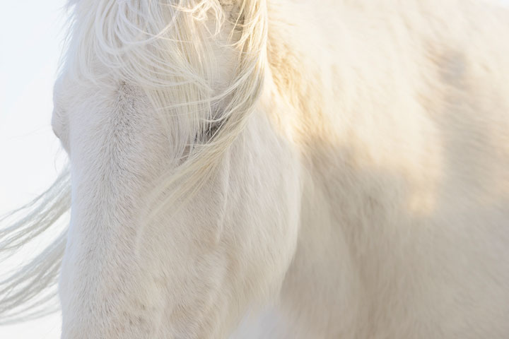 [image]岡田 敦写真展「ユルリ島の馬」 ～The Horses of Yururi Island～