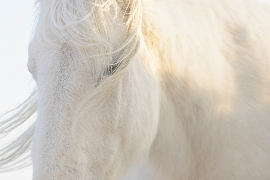[Image]岡田 敦写真展「ユルリ島の馬」 ～The Horses of Yururi Island～
