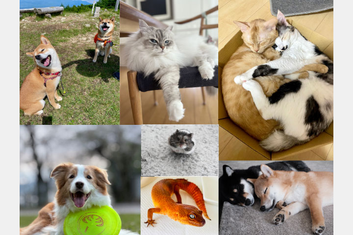 [image]富士フイルムグループ「自慢のうちの子ペットフォトコンテスト2025」入賞作品展
