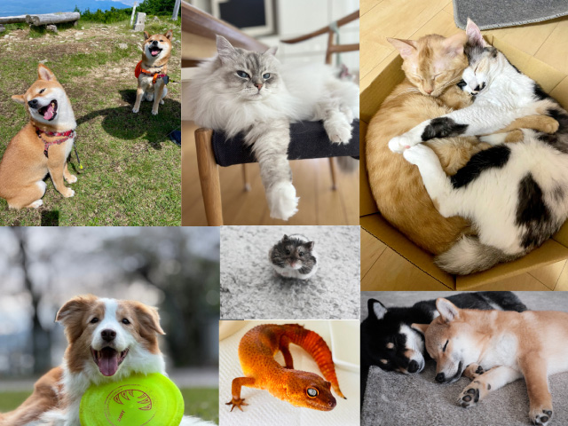 [Image]富士フイルムグループ「自慢のうちの子ペットフォトコンテスト2025」入賞作品展