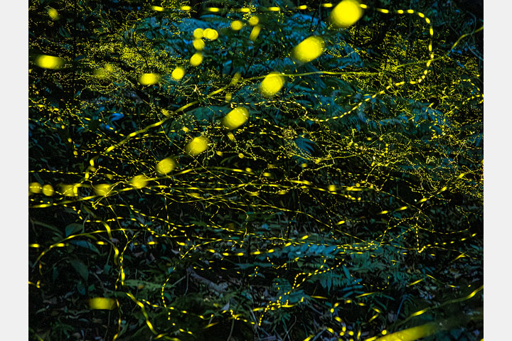 [image]フォト寺子屋 一の会「25周年記念写真展 ～しあわせの風景～」