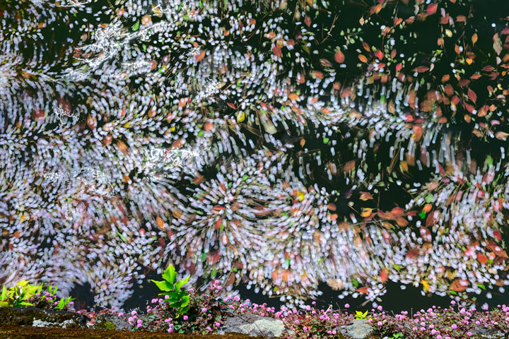 [image]第9回 日本風景写真協会選抜展「四季のいろ」