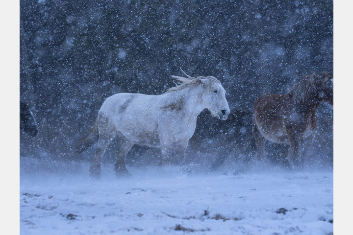 [image]一般社団法人　日本自然科学写真協会　第47回SSP展 「自然を楽しむ科学の眼2026-2027」