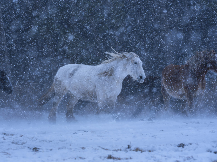 [Image]一般社団法人　日本自然科学写真協会　第47回SSP展 「自然を楽しむ科学の眼2026-2027」