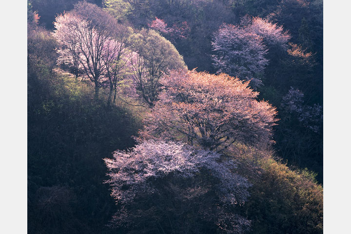 [image]四季会写真展「第37回 四季彩美」