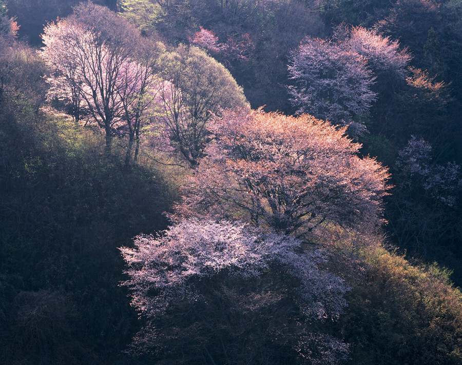 [Image]四季会写真展「第37回 四季彩美」