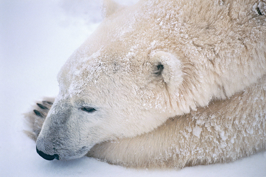 [Image]星野道夫写真展 ～NANOOK ホッキョクグマ 氷原の静かなる物語～