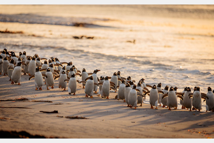 [image]篠田岬輝写真展「with　ペンギンたちの生きる島」
