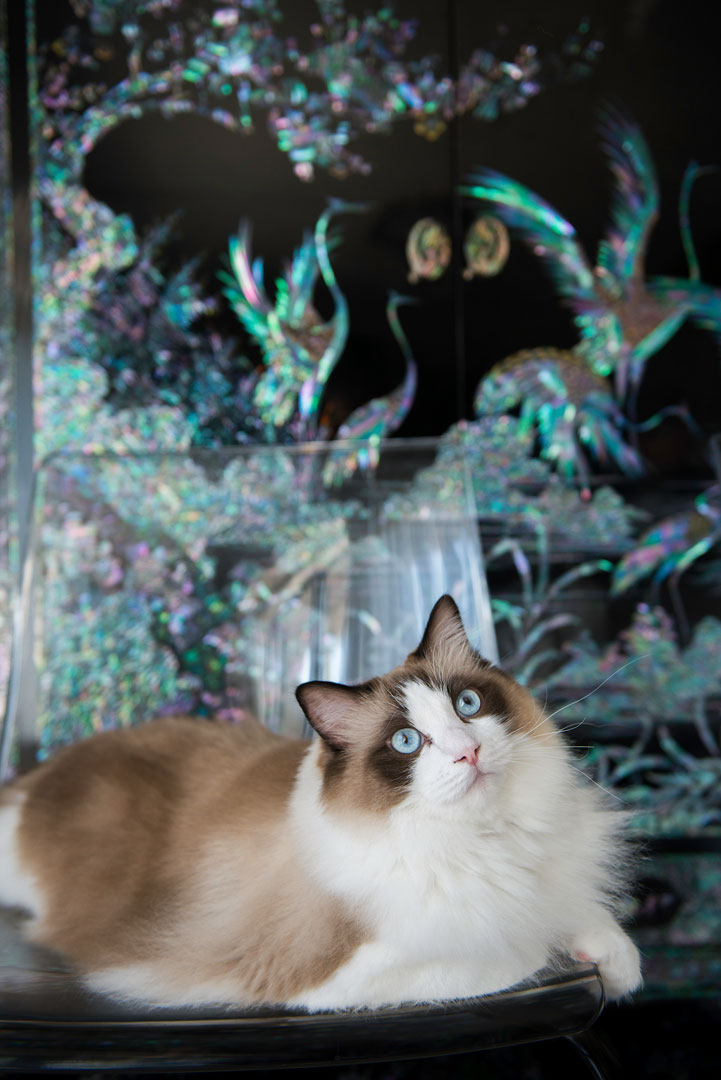 大橋和典 Cat's写真館 ~自慢の猫ちゃんは、WALL DECORで飾る~