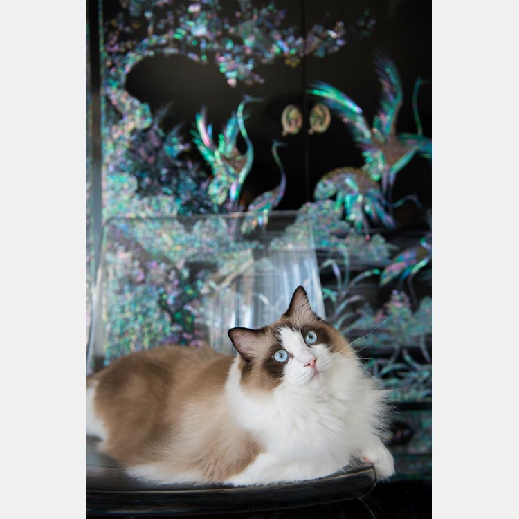 大橋和典 Cat's写真館 ~自慢の猫ちゃんは、WALL DECORで飾る~