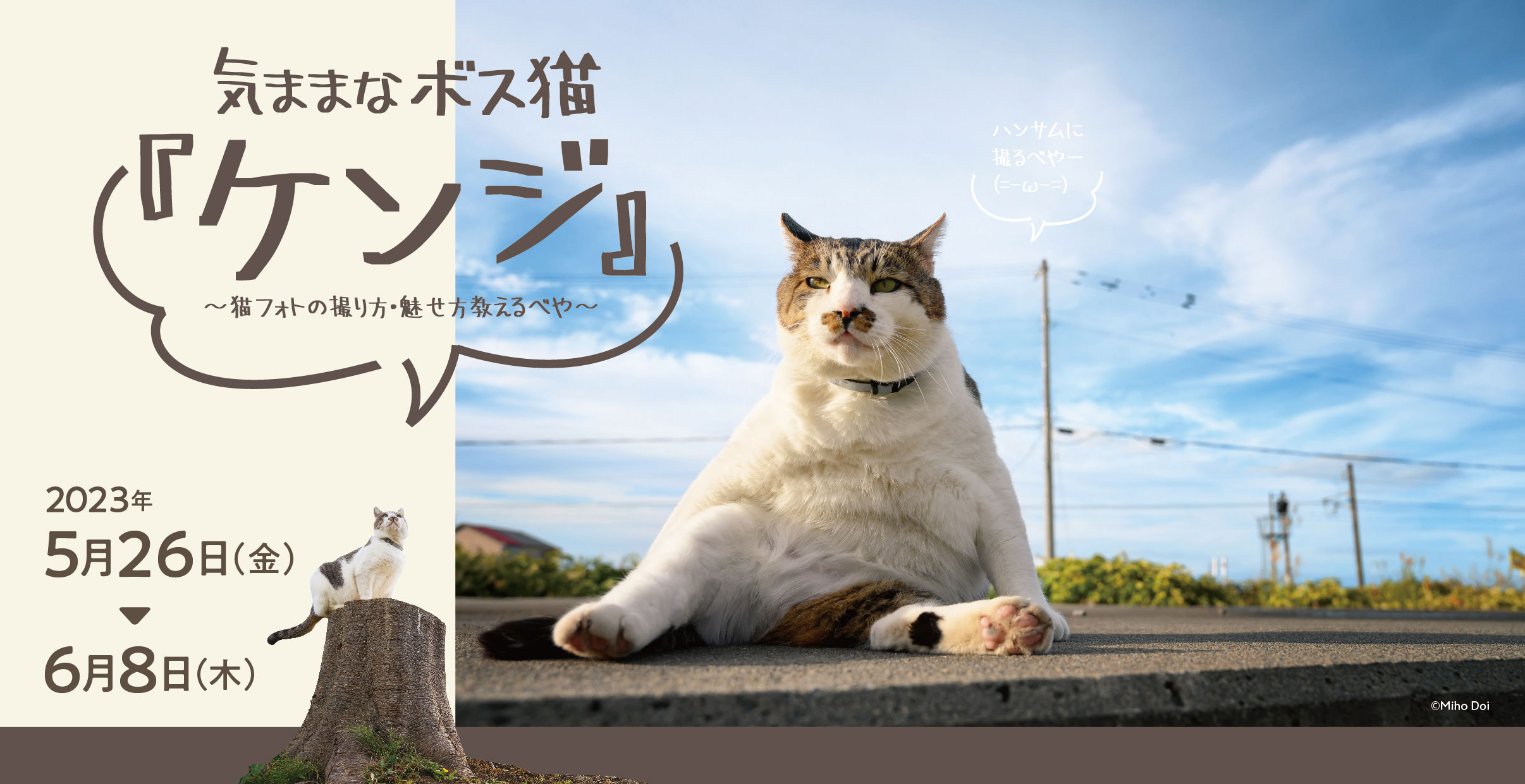 [image]気ままなボス猫『ケンジ』～ 猫フォトの撮り方・魅せ方教えるべや ～