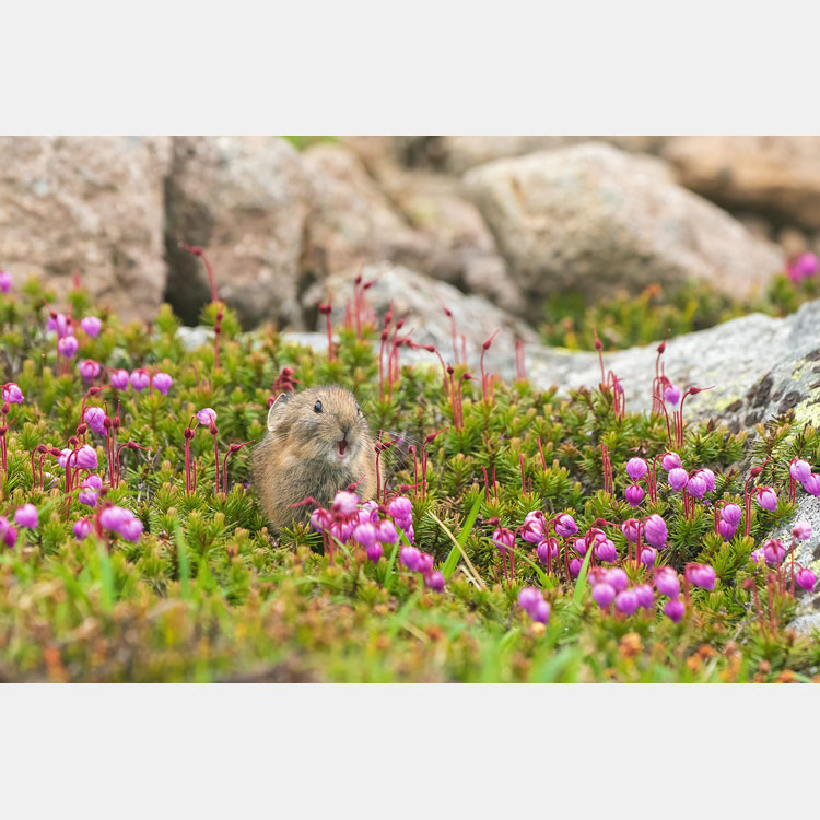 [image]土屋 幸子 写真展「Gift of Nature ～大雪山の動物たち～」