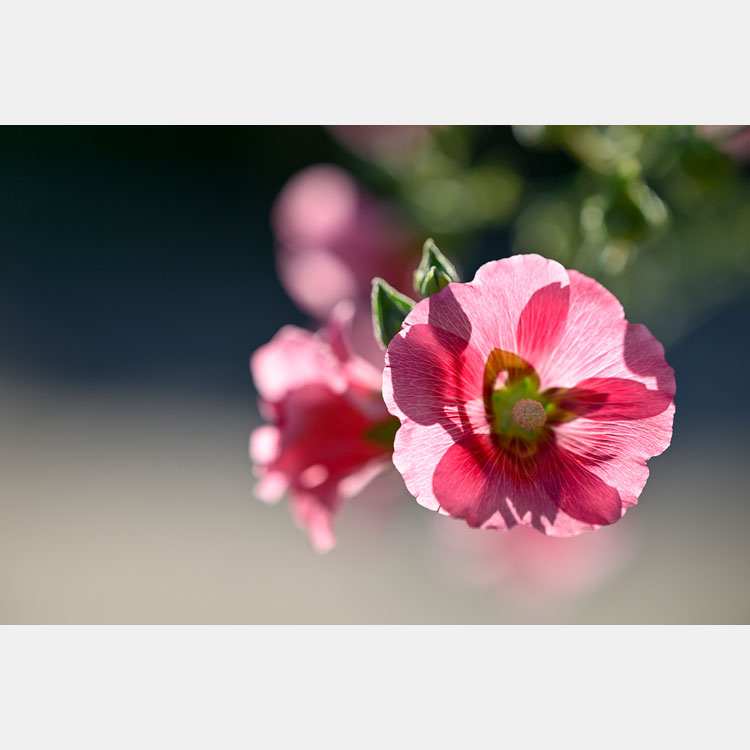 [image]こだわり花クラブ第15回写真展 ～千変万華～