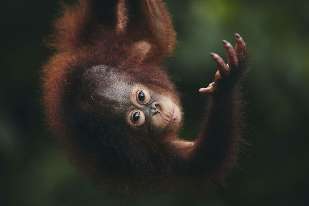 [image]Hope: Thinking Together About the Future of Animals