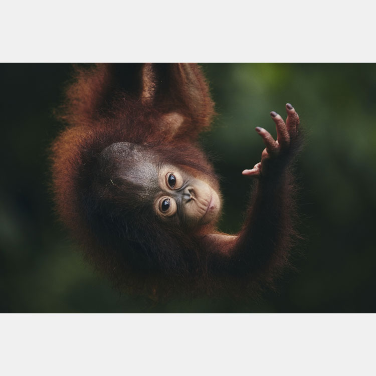 [image]Hope: Thinking Together About the Future of Animals