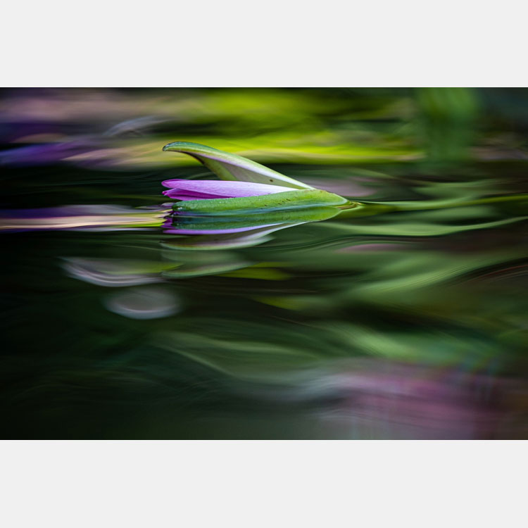 [image]北川力三写真展「記憶のかけら ～花おもひ～」
