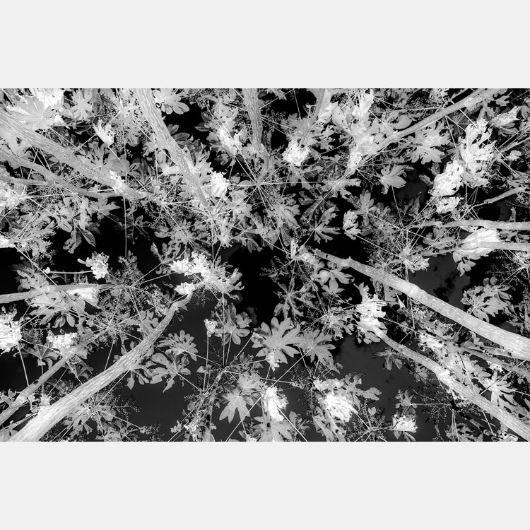 [image]下瀬信雄写真展「寝我写庵（ネガシャン）～反転画像・inverted image～」